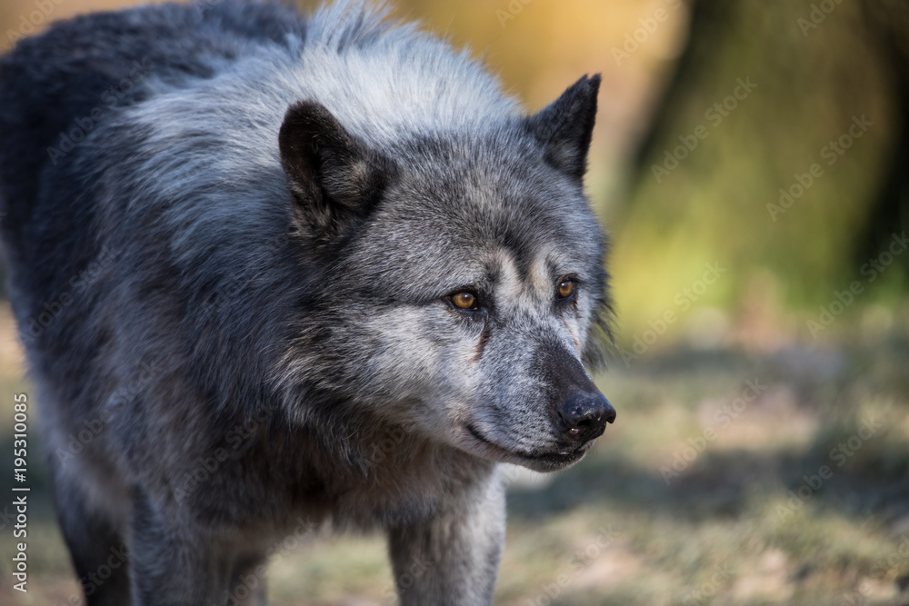 Fototapeta premium Black Wolf Animal