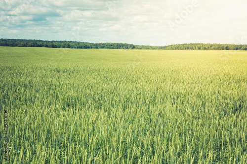 View of green wheat field. Summer countryside landscape. Outdoors.