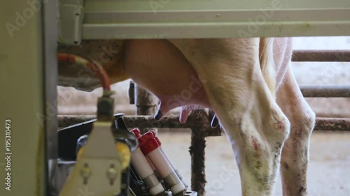 Automated cow milking on technologic farm