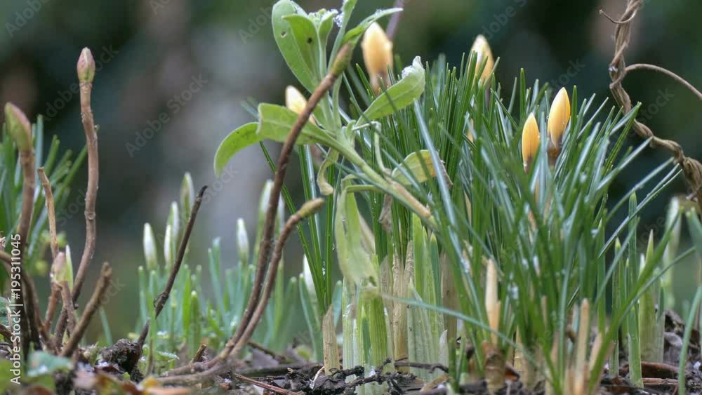 frühblüher im garten während es schneit frühblüher im garten während es schneit