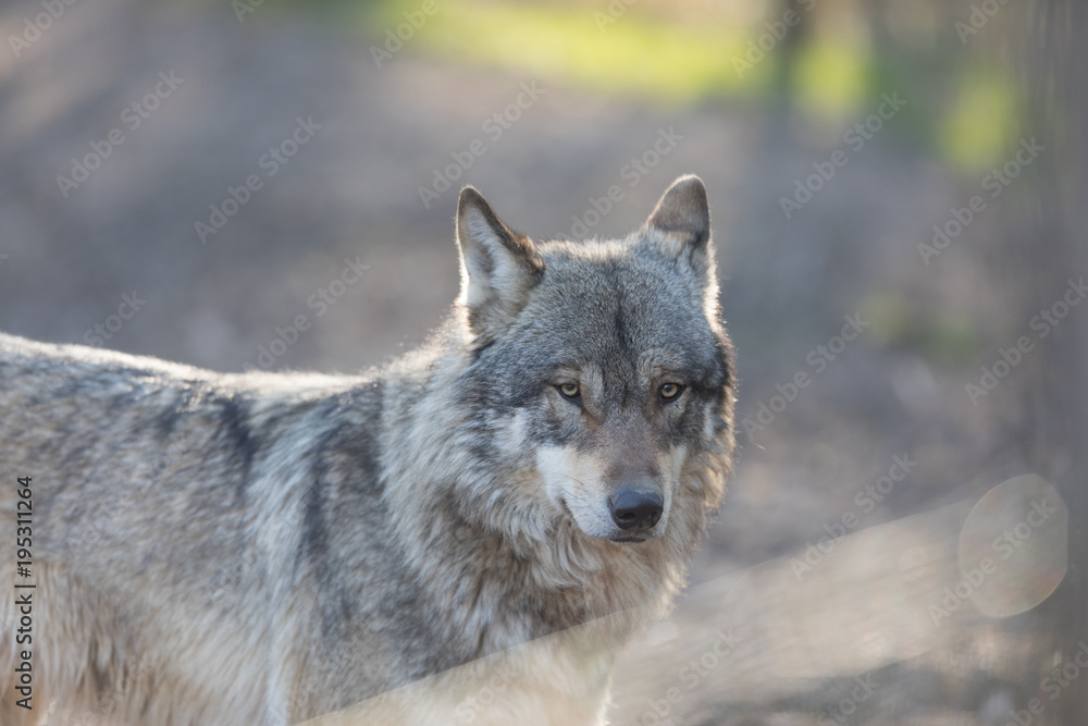 Grey Wolf Animal