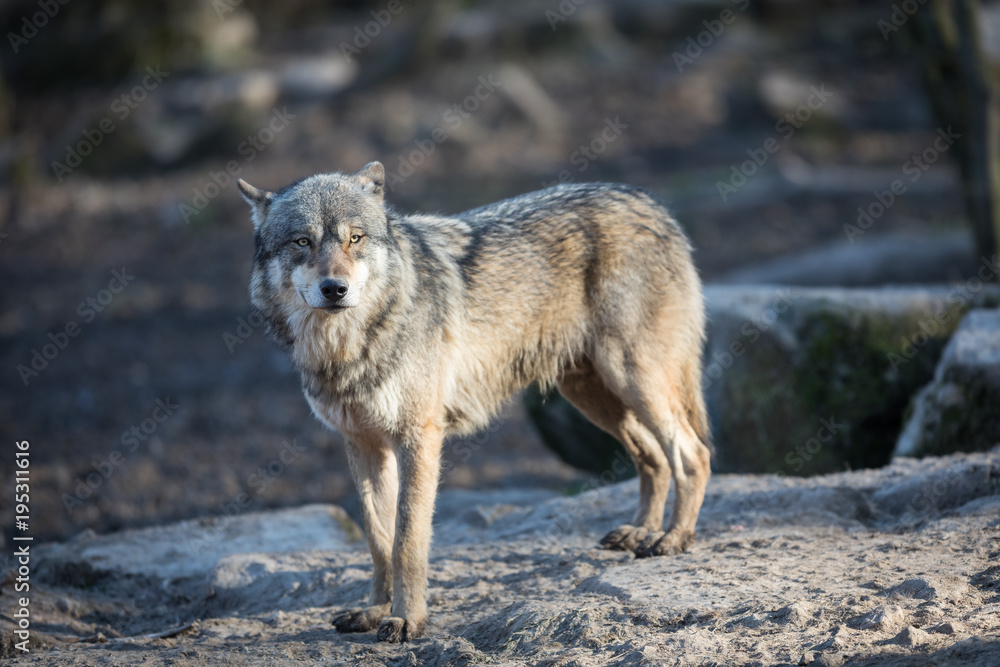 Obraz premium Grey Wolf Animal