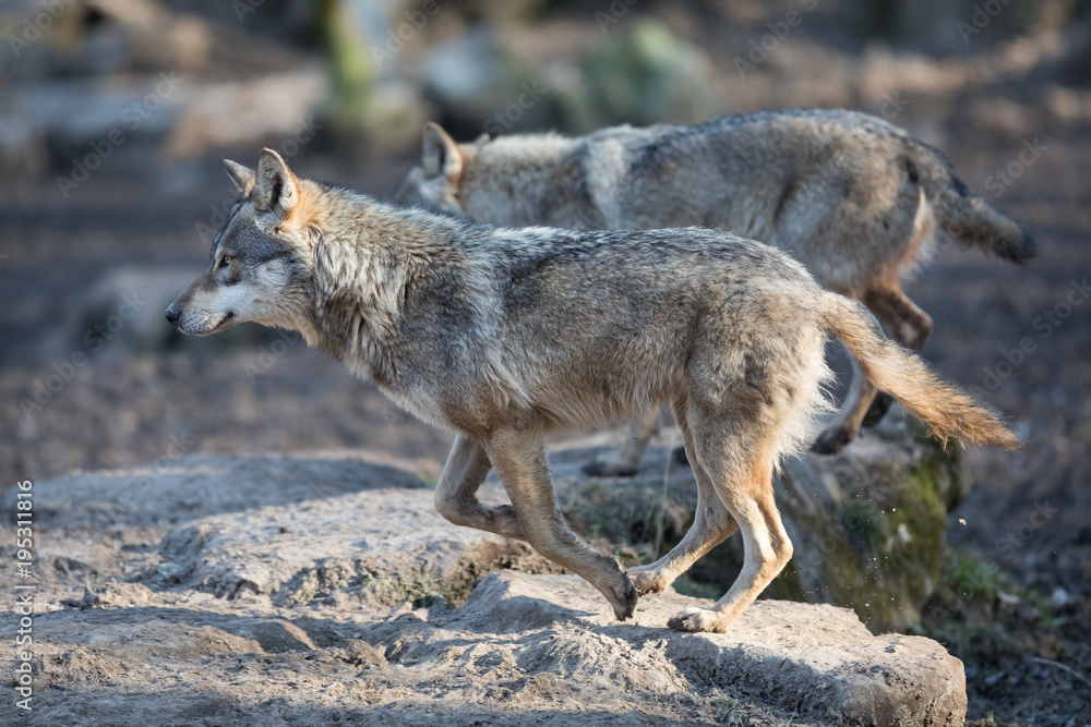 Fototapeta premium Grey Wolf Animal