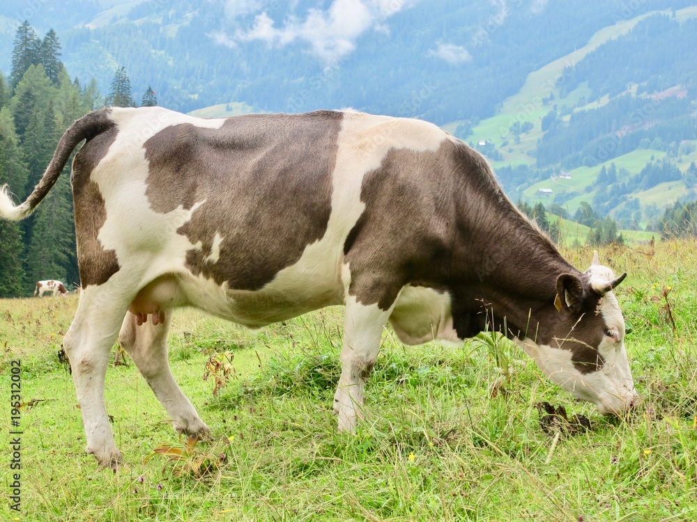 Cow on meadow Cow on meadow