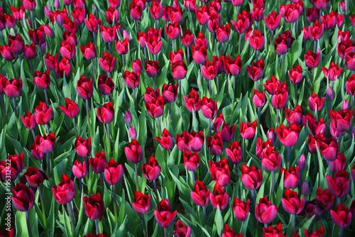  World famous Tulip Festival in Emirgan Park  Istanbul  Turkey. Flowering of tulips.    