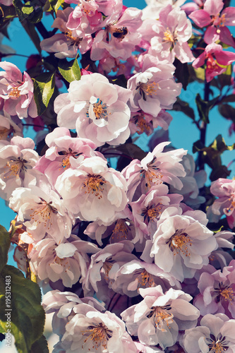 Blossoming columnar apple tree in spring
