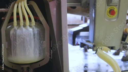 Automated cow milking on farm