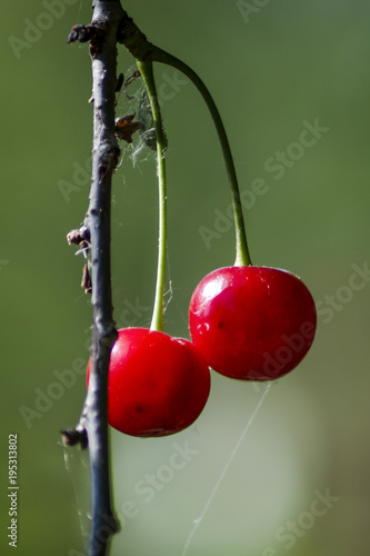 cherries on the tree © Damir