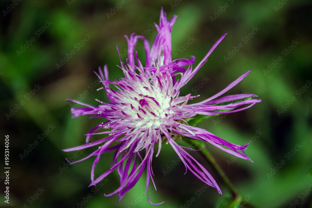 burdock burdock