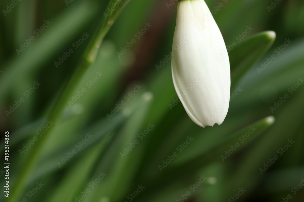 Obraz premium Schneeglöckchen