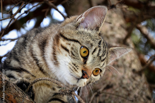 a cat on a tree photo