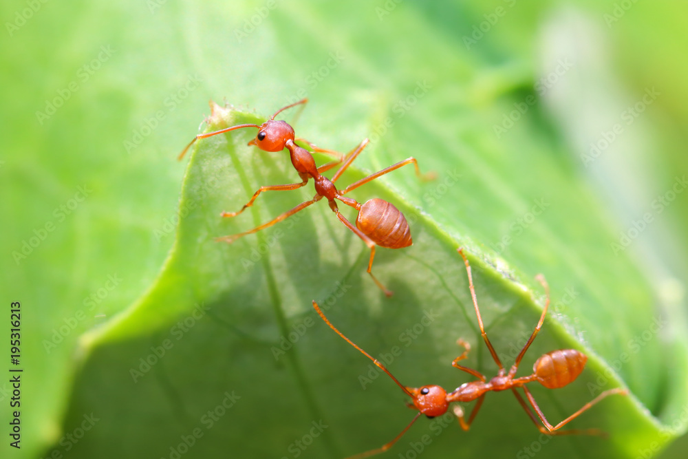 Ants, ant, or ants are easily found in Asia. Because there are everywhere. The animal is orange. Followed by green trees. The ants are grouped together as a community. Ants, ant, or ants are easily found in Asia. Because there are everywhere. The animal is orange. Followed by green trees. The ants are grouped together as a community.