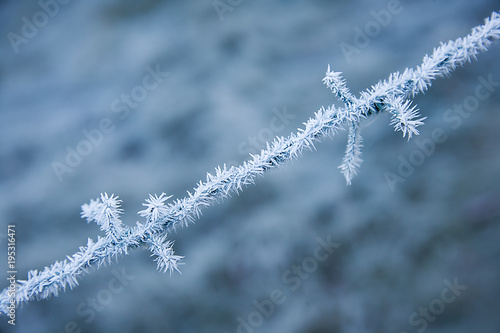 Frost uns Stacheln © Gunnar