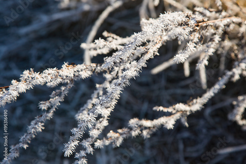 Frost uns Stacheln