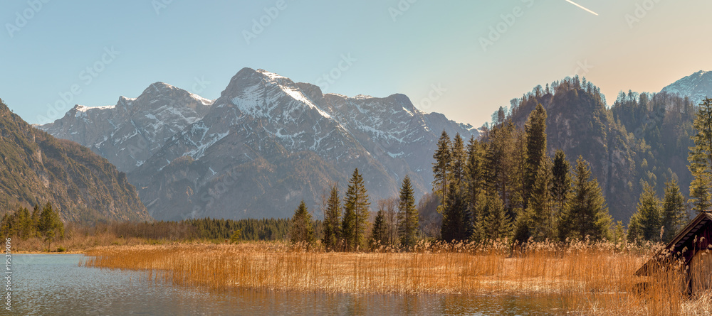 Almsee Schilf Wald Totes Gebirge Panorama Almsee Schilf Wald Totes Gebirge Panorama