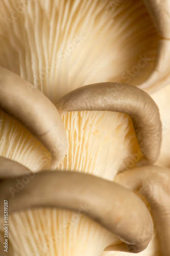 Fresh oyster mushrooms in nature