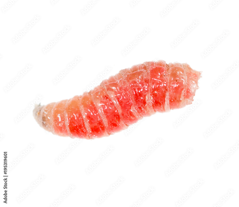 red worm of maggots on a white background red worm of maggots on a white background