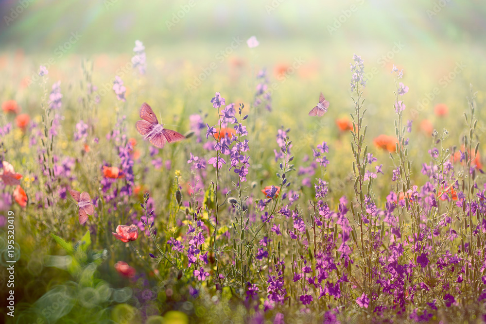 Beautiful meadow in spring - meadow flowers bathed in the spring sunlight