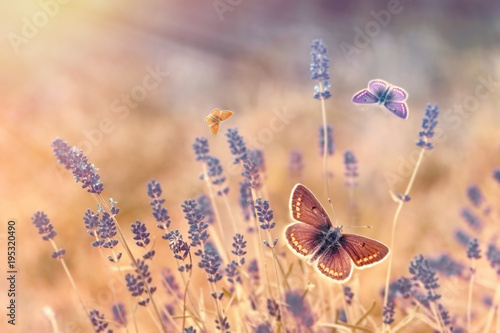Butterfly - butterflies in lavender garden lit by sun rays (sunlight) © PhotoIris2021