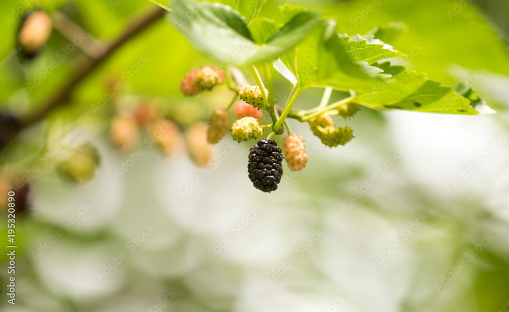 Mulberry berries on a tree in the nature Mulberry berries on a tree in the nature