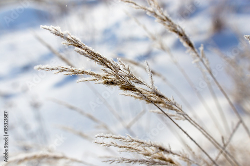 Dry grass in snow on nature