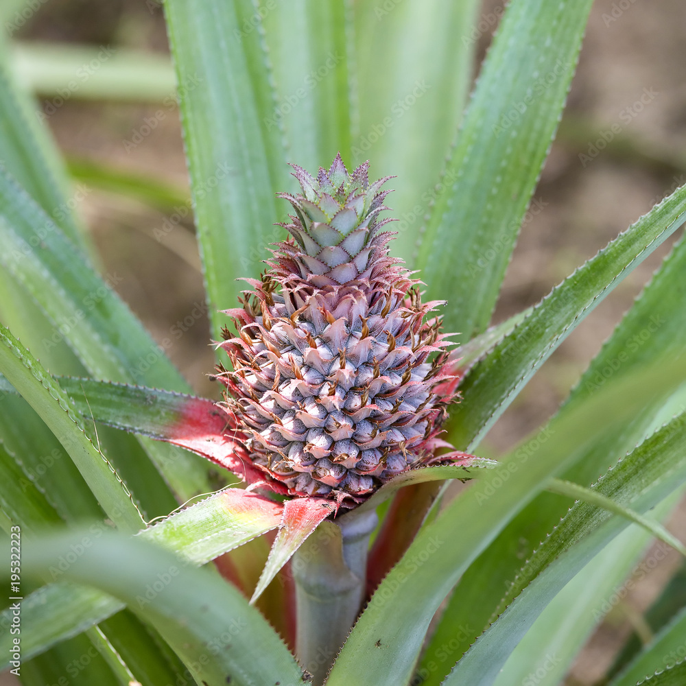 Pineapple tropical fruit in island Koh Phangan, Thailand. Close up