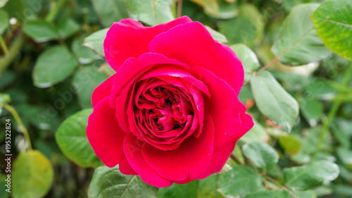 Red roses flower in the garden.