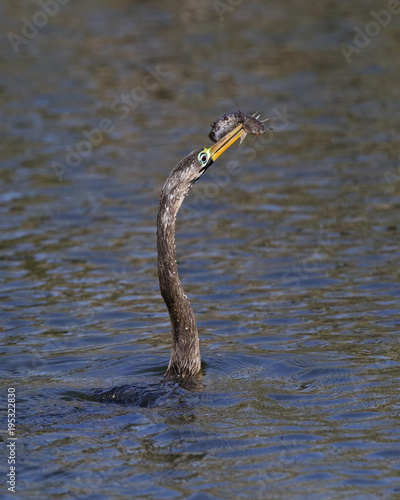 Immature male Anhinga swimming in a pond with a freshly caught fish © Brian Lasenby