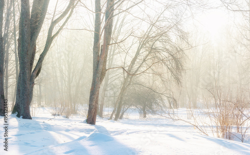 winter mist © Mareks