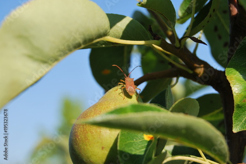 Birne mit Wanze - Birnengitterrost auf Birnenblättern photo