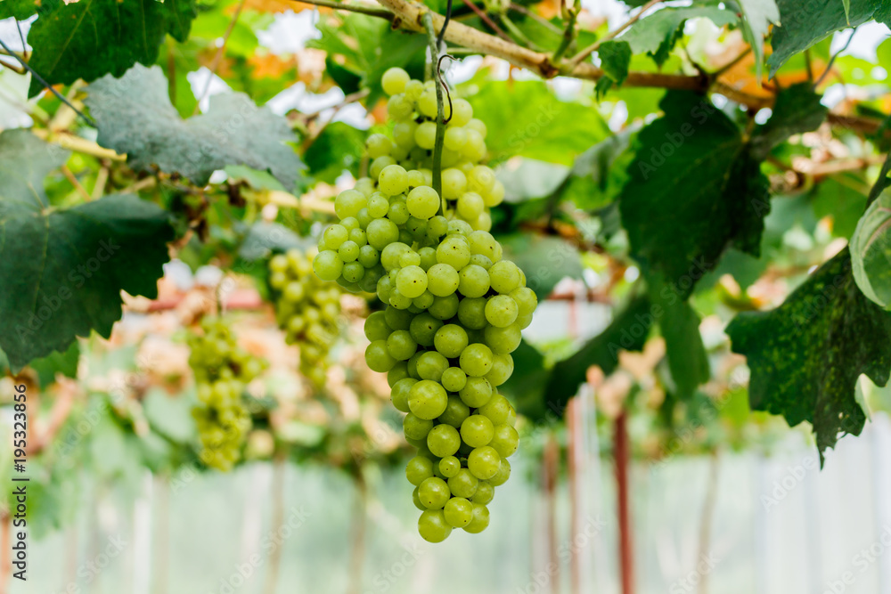 Fototapeta premium Healthy fruits Red wine grapes ripening in the vineyard
