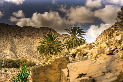 Palm group in front of a mountain with dark clouds