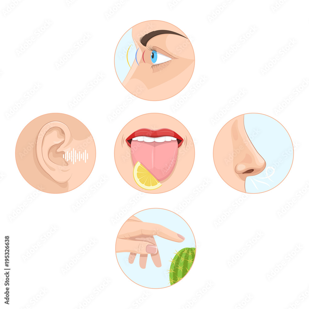 Obraz premium Set of five senses man. Anatomy, human organs.