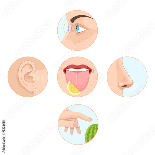 Set of five senses man. Anatomy, human organs.