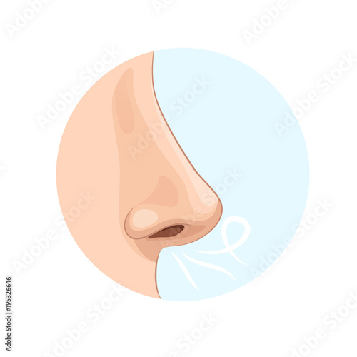 Organ of human smell, nose. Biology, anatomy of man. photo