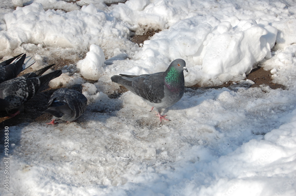Fototapeta premium Columba, pigeon, winter