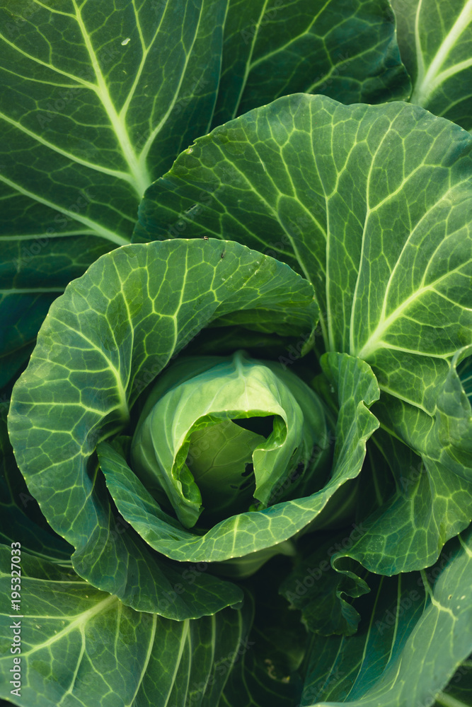 Obraz premium Vegetable Lettuce Green cabbage Fresh green garden cabbage on rustic wooden background