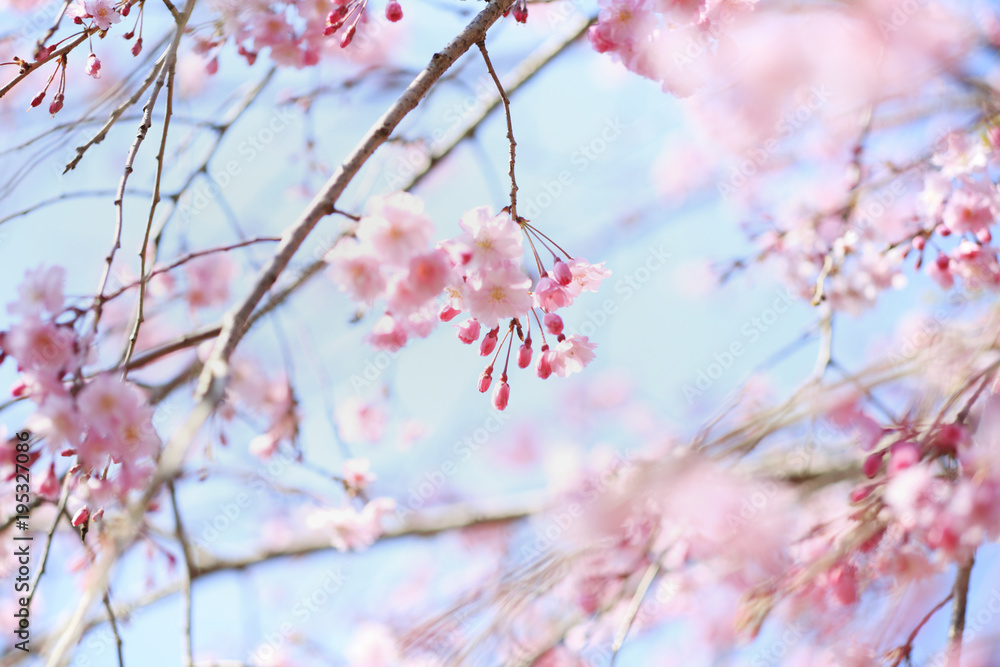 八重紅枝垂桜　つぼみ　埼玉県　上尾市　日本