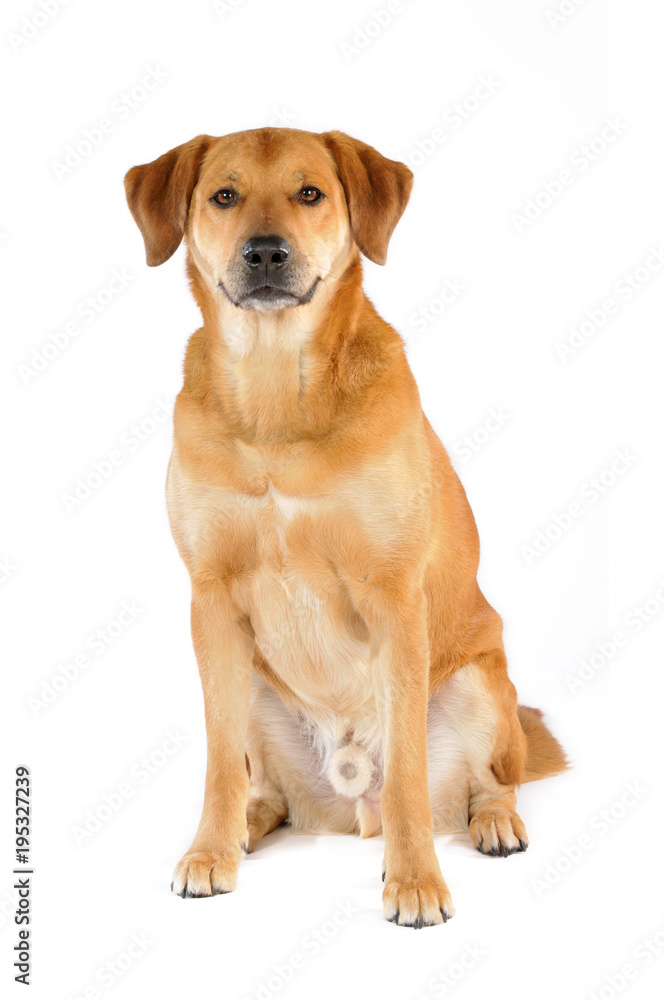 Sitzender Mischlingshund isoliert auf weißem Hintergrund Sitzender Mischlingshund isoliert auf weißem Hintergrund