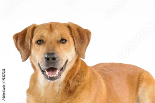 Liegender Mischlingshund isoliert auf weißem Hintergrund