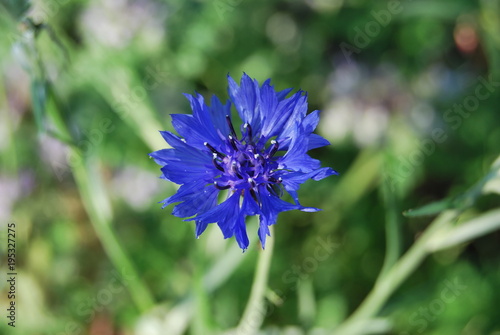 Blaue Kornblume  Centaurea cyanus 