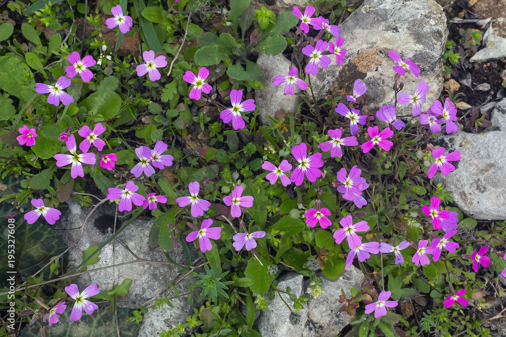 Spring background . Delicate first flowers among the stones on the mountainside.