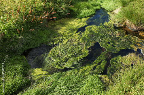 Unusual Iceland alga in hot river