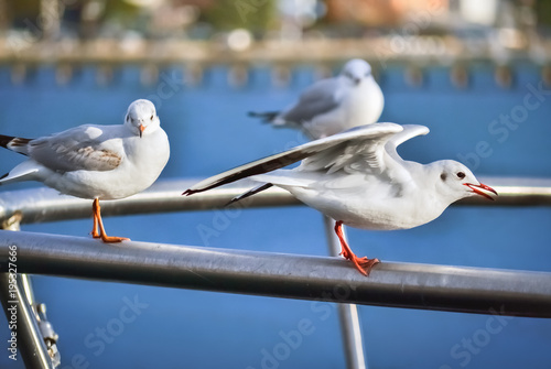 Seagulls in Ohrid © benjaminec