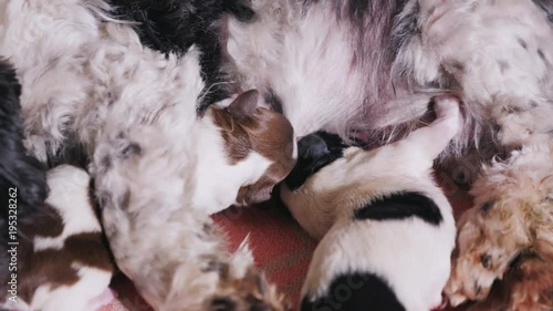 Close-up of two puppy sucking milk. Feeding babies pets photo