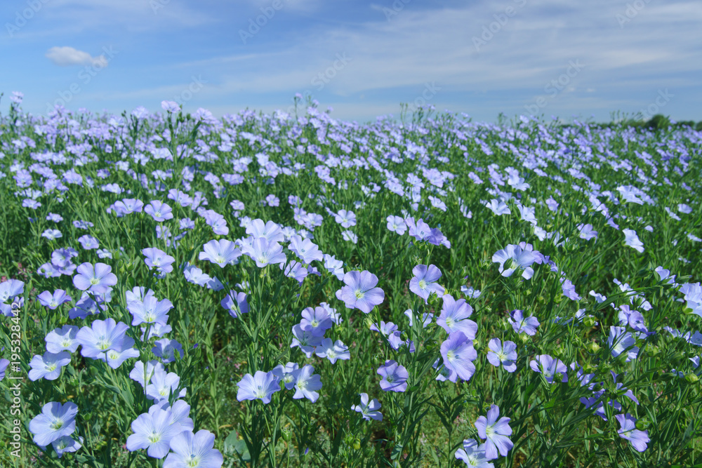 Flax field blooming, flax agricultural cultivation. - obrazy, fototapety, plakaty 