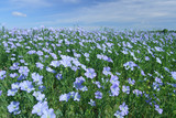 Flax field blooming, flax agricultural cultivation.