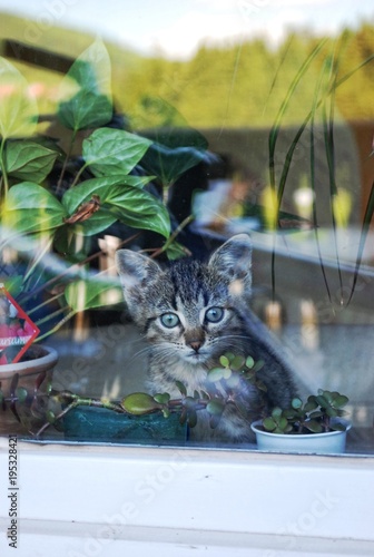 cutel little kitty looking through the window, see the world outside the glass photo