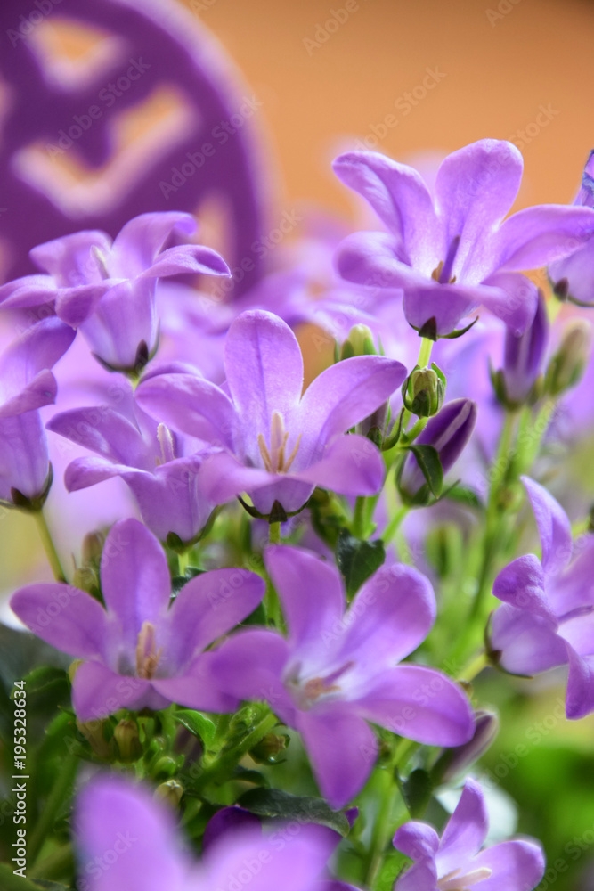 Campanula mit Dekoration für die Osterzeit Campanula mit Dekoration für die Osterzeit