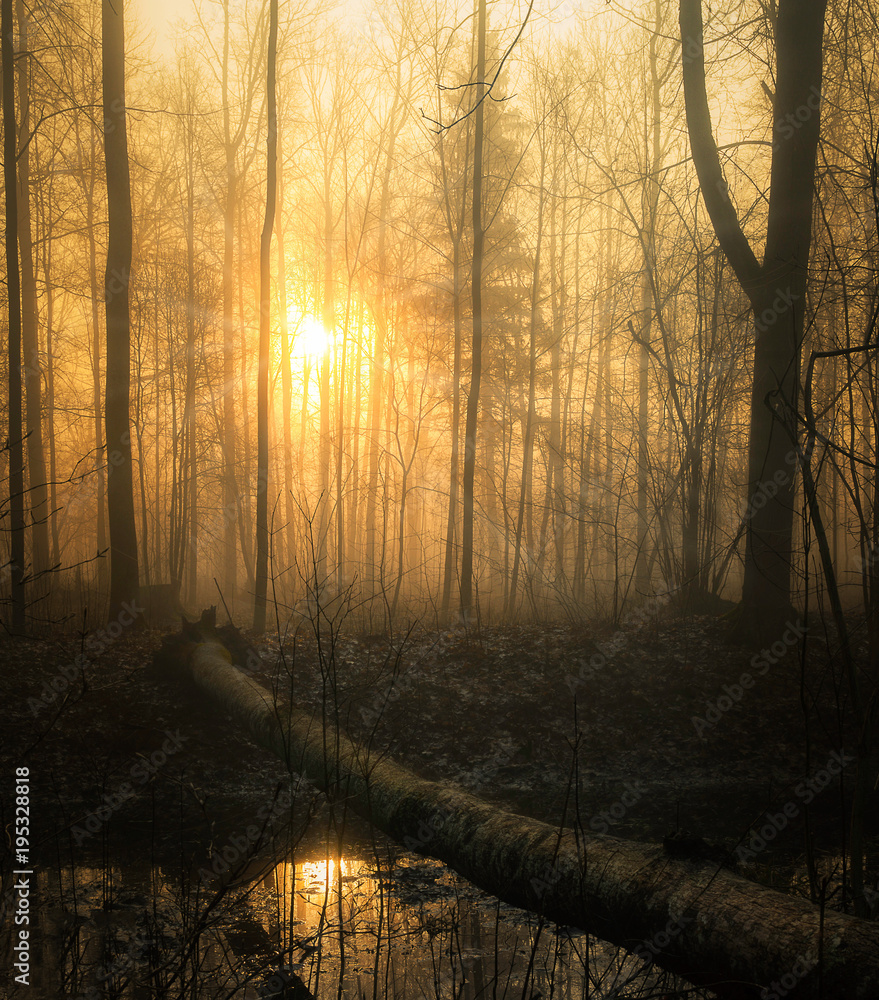 Obraz premium early spring morning